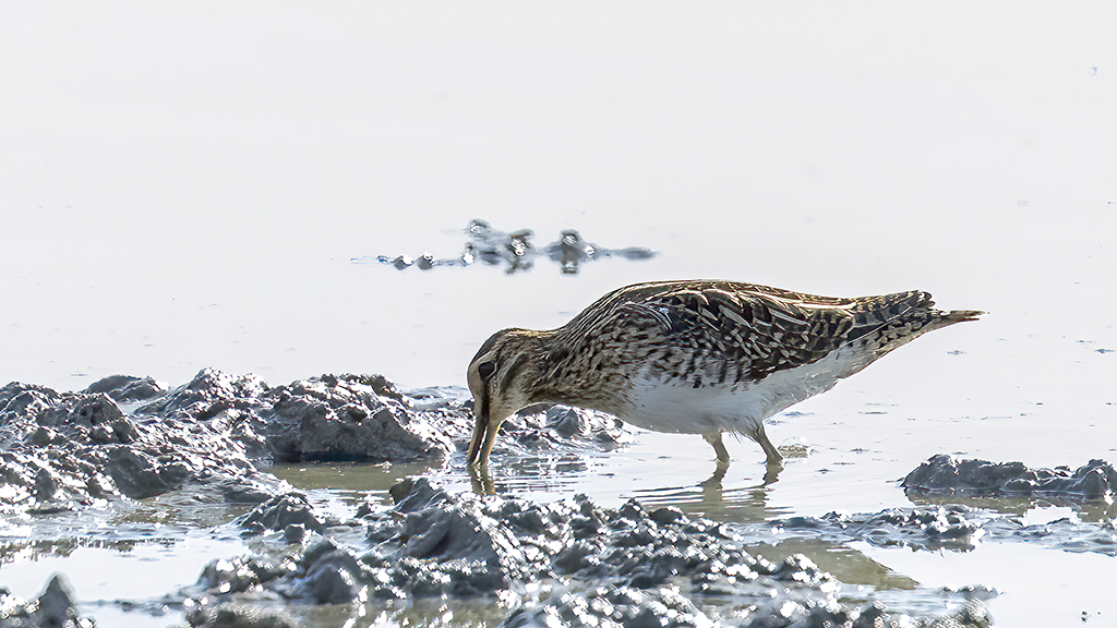 Common Snipe